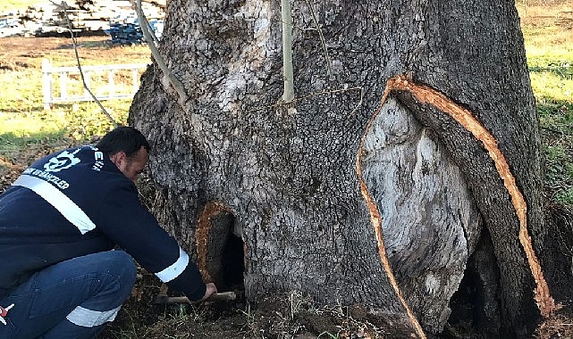 Kocaeli Büyükşehir’den 100 yıllık çınara tedavi