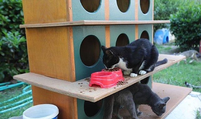 Bayraklı’da pati evlerinin sayısı artıyor