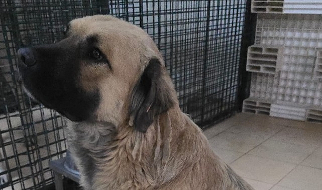 Balçova Belediyesi Can dostlarımız sahiplendirildi, durumları iyi