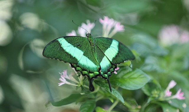 Konya Tropikal Kelebek Bahçesi, Google Haritalar’ın ‘En’leri Arasında