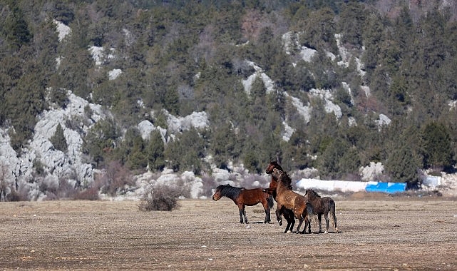 Büyükşehir yılkı atları için doğaya saman bıraktı