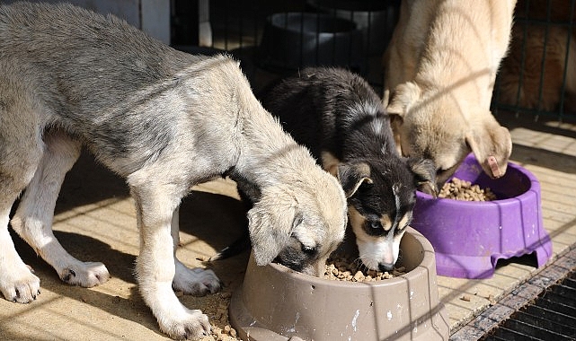 Mudanya’da can dostların maması belediyeden 