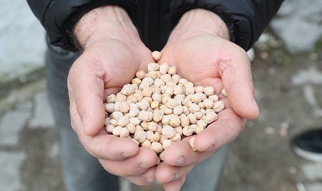 Urla Belediyesinden  çiftçiye tohum desteği  &  Urla’da tarıma can suyu